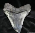 Serrated Beauty - Megalodon Tooth #705-1